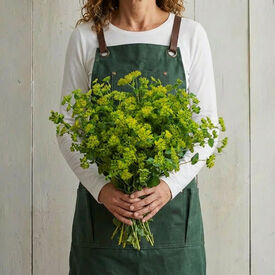 Green Gold, Bupleurum Seeds